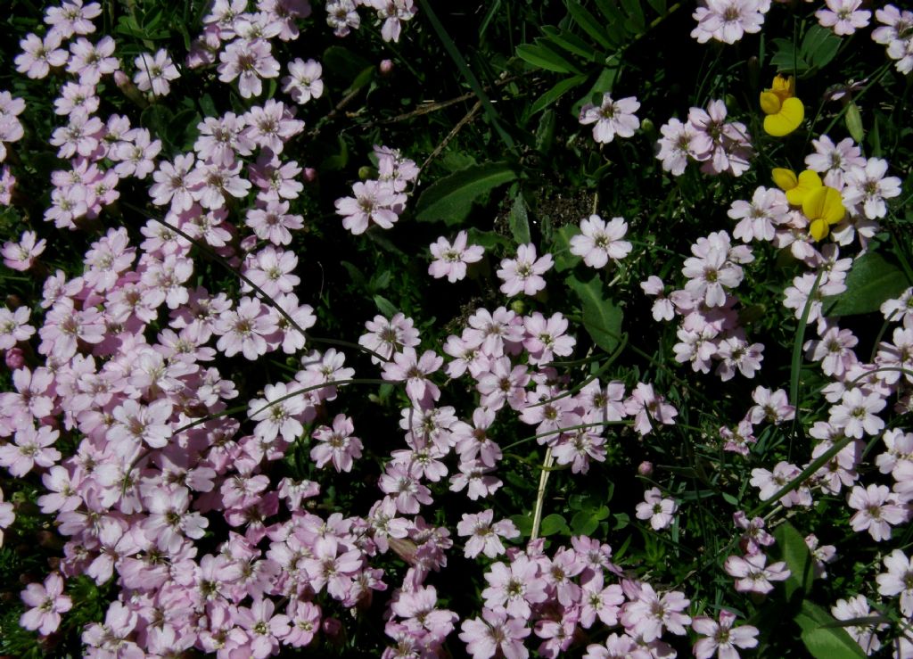 Gypsophila repens, Caryophyllaceae
